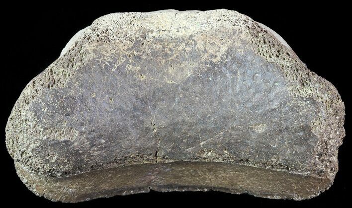 Hadrosaur Toe Bone - Alberta (Disposition #-) #71672